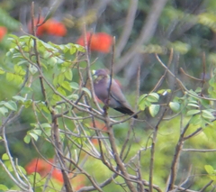 Patagioenas inornata wetmorei