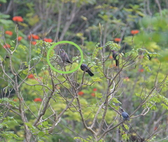 Patagioenas inornata wetmorei
