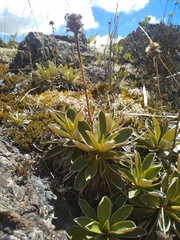 Celmisia hieraciifolia