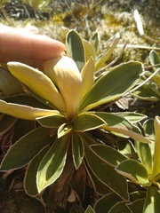 Celmisia hieraciifolia