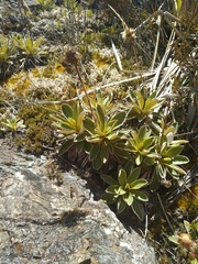 Celmisia hieraciifolia