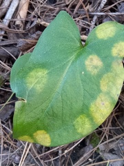 Phyllosiphon arisari