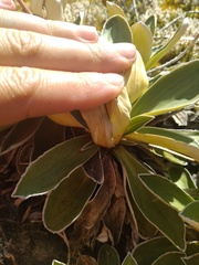 Celmisia hieraciifolia