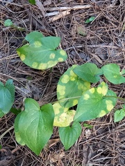 Phyllosiphon arisari