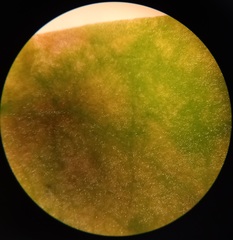 Phyllosiphon arisari