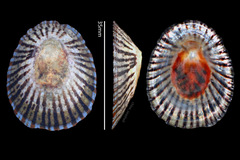 Cellana nigrolineata