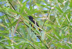 Icterus portoricensis