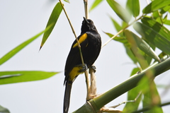 Icterus portoricensis