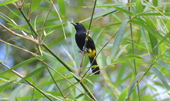 Icterus portoricensis