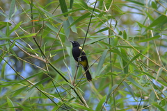 Icterus portoricensis