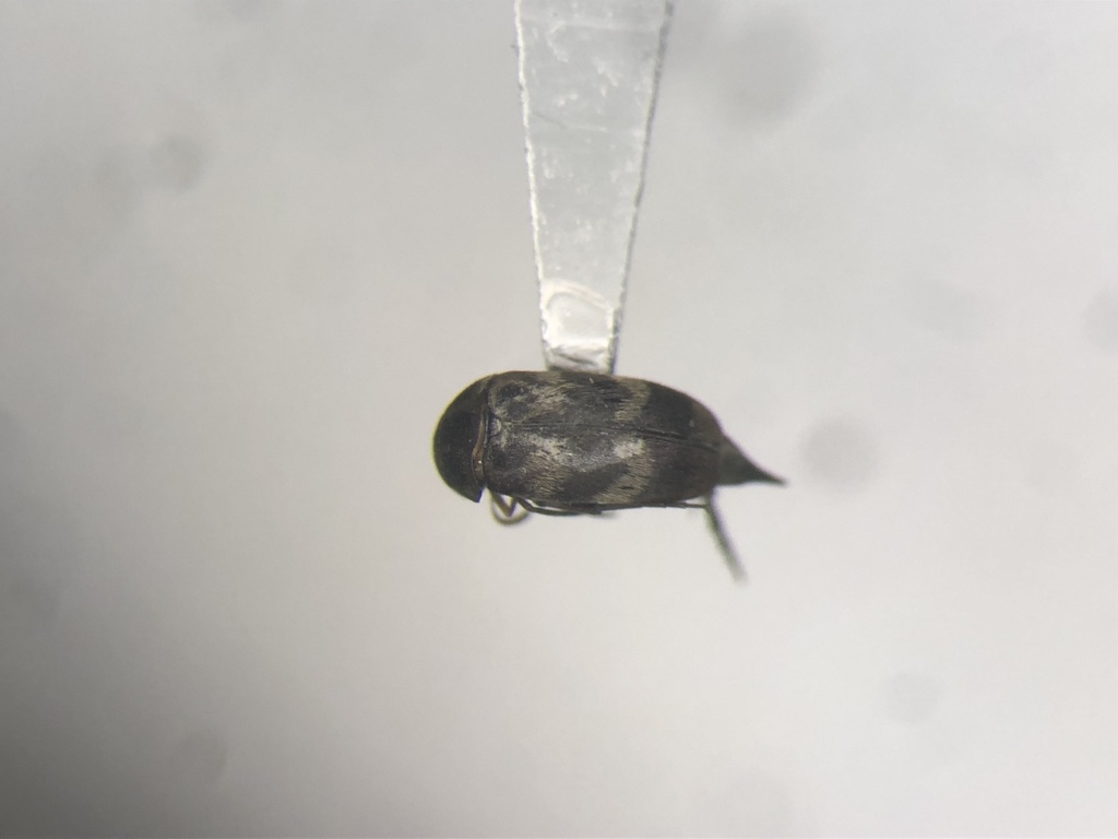 Mordellaria undulata