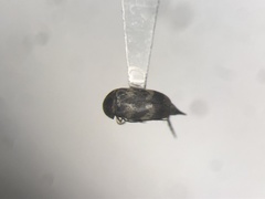 Mordellaria undulata