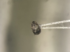 Mordellaria undulata