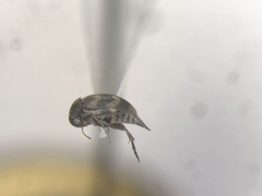 Mordellaria undulata
