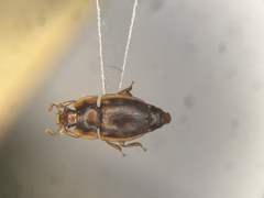 Epuraea peltoides