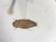Hallomenus punctulatus