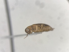 Hallomenus punctulatus