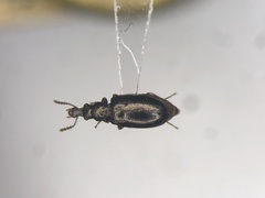 Salpingus viridiaeneus