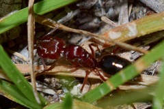 Odontomachus clarus