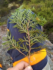 Libocedrus