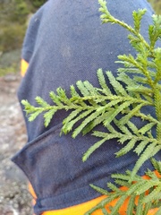 Libocedrus