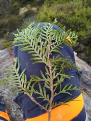 Libocedrus