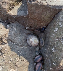 Cellana nigrolineata