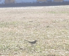 Mimus polyglottos