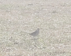 Mimus polyglottos