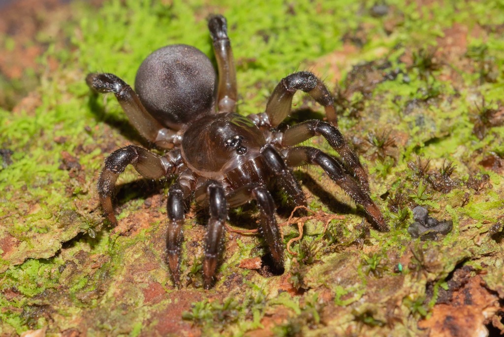 Idiops opifex