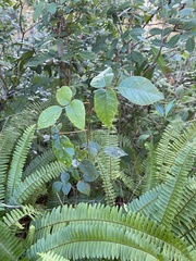 Toxicodendron radicans image