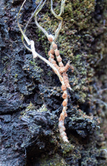 Pleopeltis polylepis