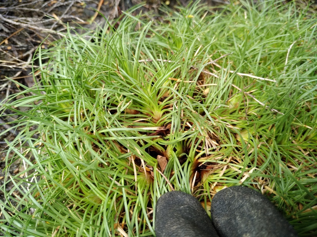 Oreobolus strictus from Maitai, Nelson, New Zealand on February 23