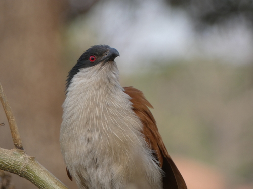 Senegal Coucal