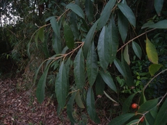 Citharexylum solanaceum