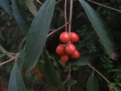 Citharexylum solanaceum