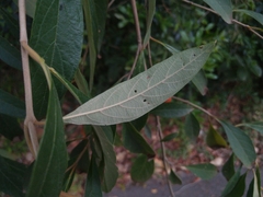 Citharexylum solanaceum