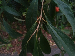 Citharexylum solanaceum