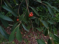 Citharexylum solanaceum