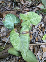 Image of Syngonium podophyllum