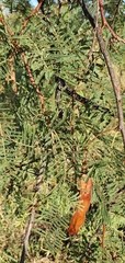 Vachellia bidwillii