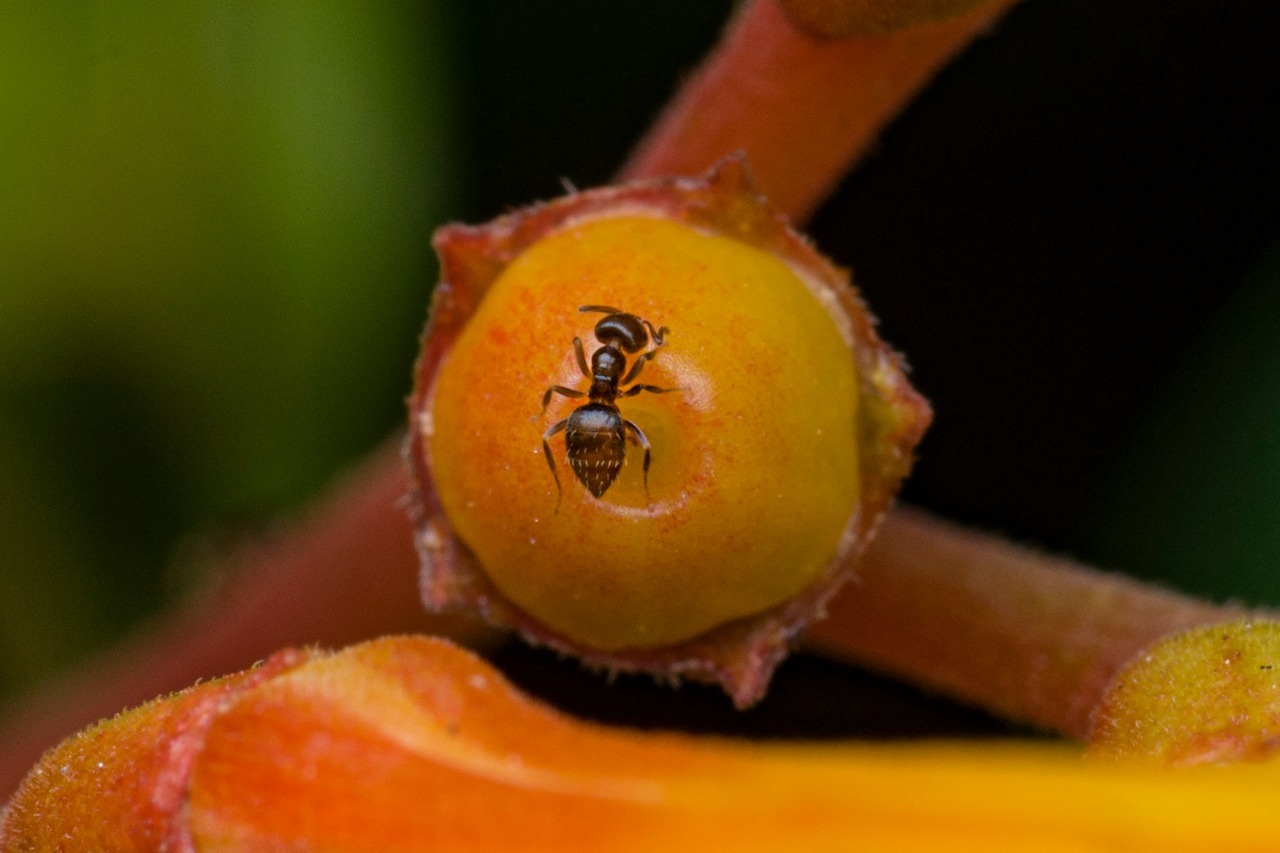 Brachymyrmex heeri