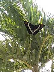 Adelpha fessonia