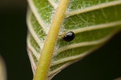 Brachyplatys subaeneus