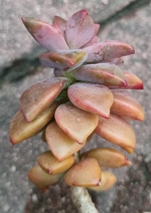 × Graptosedum