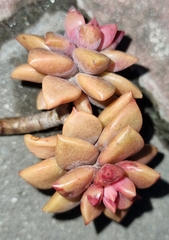× Graptosedum