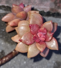 × Graptosedum