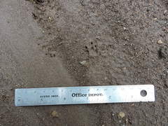 Spilogale angustifrons