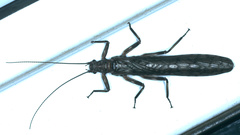 Illiesoperla