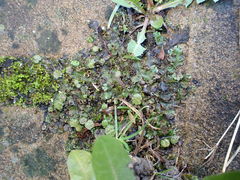 Marchantia polymorpha